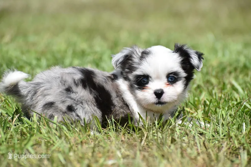 Shamrock  – Shih Tzu, Toy Australian Shepherd puppy for sale in Palm Coast, FL