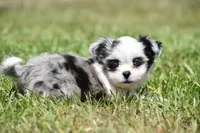 Shamrock , a female Shih Tzu and Toy Australian Shepherd for sale in Palm Coast, FL – Photo 1 of 8