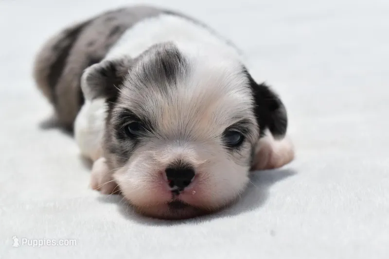 Shamrock  – Shih Tzu, Toy Australian Shepherd puppy for sale in Palm Coast, FL