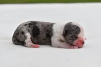 Shamrock , a female Shih Tzu and Toy Australian Shepherd for sale in Palm Coast, FL – Photo 3 of 5