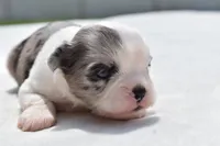 Shamrock , a female Shih Tzu and Toy Australian Shepherd for sale in Palm Coast, FL – Photo 5 of 5