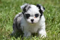 Shamrock , a female Shih Tzu and Toy Australian Shepherd for sale in Palm Coast, FL – Photo 4 of 8