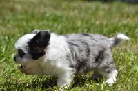 Shamrock , a female Shih Tzu and Toy Australian Shepherd for sale in Palm Coast, FL – Photo 7 of 8