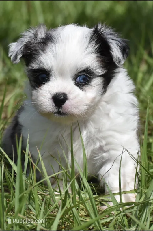 Shamrock  – Shih Tzu, Toy Australian Shepherd puppy for sale in Palm Coast, FL