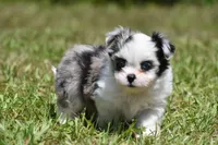 Shamrock , a female Shih Tzu and Toy Australian Shepherd for sale in Palm Coast, FL – Photo 5 of 8