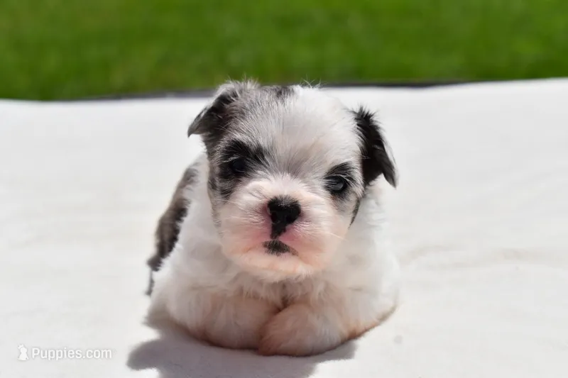 Shamrock  – Shih Tzu, Toy Australian Shepherd puppy for sale in Palm Coast, FL