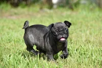 Dumplin, a male Pug for sale in Palm Coast, FL – 5 of 6