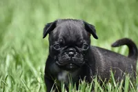 Hive, a male Pug for sale in Palm Coast, FL – 3 of 7