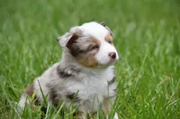Luna, a female Toy Australian Shepherd for sale in Palm Coast, FL – 9 of 9