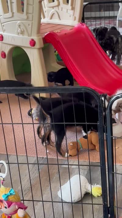 Peanut Butter , a male Toy Australian Shepherd for sale in Palm Coast, FL – 7 of 7