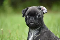 Hive, a male Pug for sale in Palm Coast, FL – 5 of 9