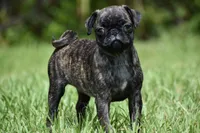 Maple Kiss , a female Pug for sale in Palm Coast, FL – 3 of 6