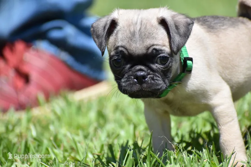 Toffee Crunch – Pug puppy for sale in Palm Coast, FL