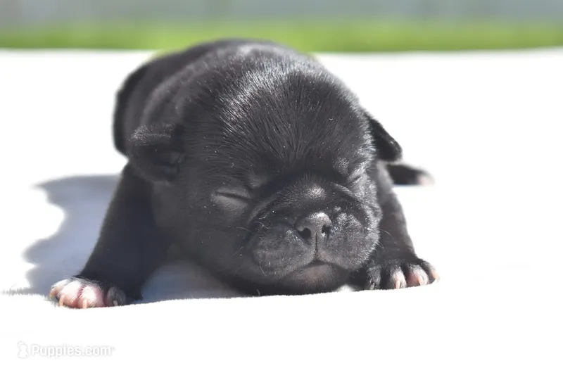 Scooby  – Pug puppy for sale in Palm Coast, FL