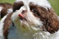 Bread Pudding , a male Shih Tzu for sale in Palm Coast, FL – 3 of 10