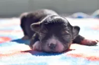 Pocus , a male Toy Australian Shepherd for sale in Palm Coast, FL – 4 of 5