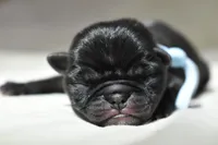 Bourbon Biscuit, a male Pug for sale in Palm Coast, FL – 4 of 4