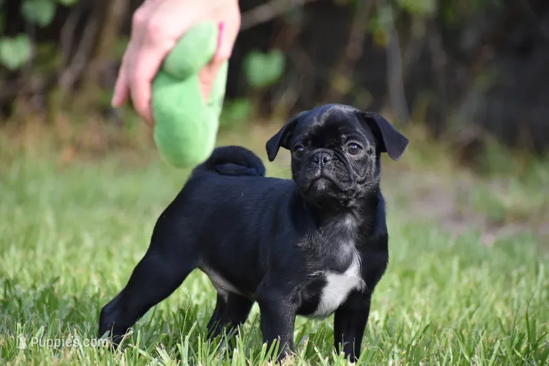 Scooby  – Pug puppy for sale in Palm Coast, FL