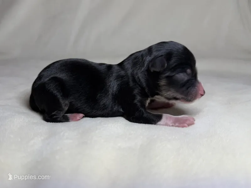 Pocus  – Miniature Australian Shepherd puppy for sale in Palm Coast, FL