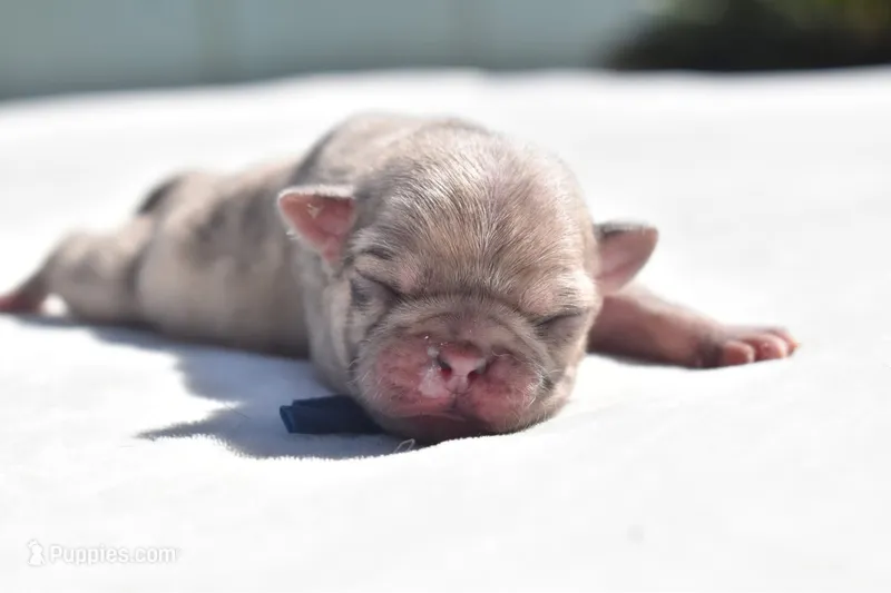 Peach Cobbler  – Pug puppy for sale in Palm Coast, FL