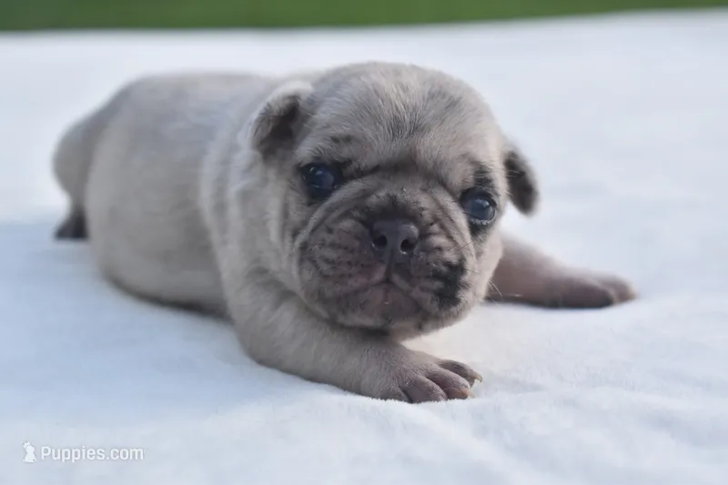 Maple – Pug puppy for sale in Palm Coast, FL