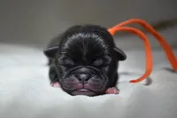 Dumplin, a male Pug for sale in Palm Coast, FL – 2 of 3