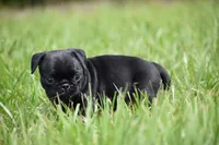 Daphne, a female Pug for sale in Palm Coast, FL – 4 of 6