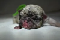 Corn Bread , a male Pug for sale in Palm Coast, FL – 3 of 4
