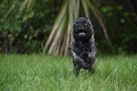 Butterbean, a male Pug for sale in Palm Coast, FL – 3 of 8