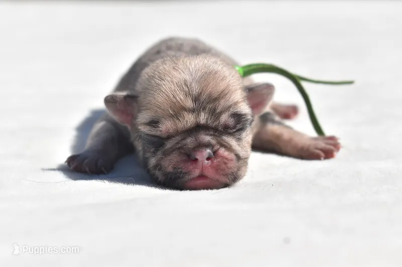 Corn Bread  – Pug puppy for sale in Palm Coast, FL