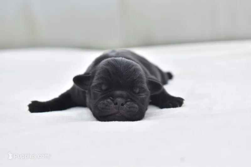 Shaggy  – Pug puppy for sale in Palm Coast, FL