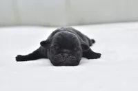 Shaggy , a male Pug for sale in Palm Coast, FL – 1 of 5