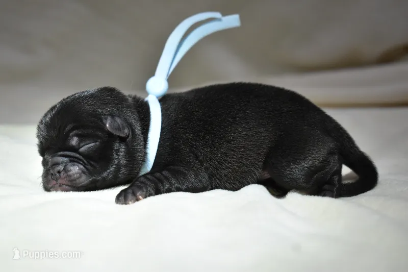 Bourbon Biscuit – Pug puppy for sale in Palm Coast, FL