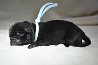 Bourbon Biscuit, a male Pug for sale in Palm Coast, FL – 1 of 4