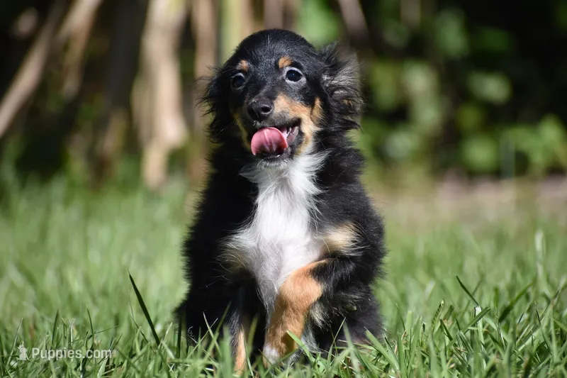 Peanut Butter  – Toy Australian Shepherd puppy for sale in Palm Coast, FL