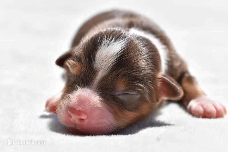 Lady Saphire  – Toy Australian Shepherd puppy for sale in Palm Coast, FL