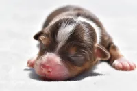 Lady Saphire , a female Toy Australian Shepherd for sale in Palm Coast, FL – Photo 1 of 5