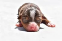 Lady Saphire , a female Toy Australian Shepherd for sale in Palm Coast, FL – Photo 5 of 5