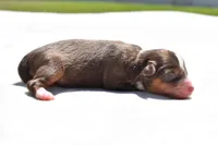 Lady Saphire , a female Toy Australian Shepherd for sale in Palm Coast, FL – Photo 3 of 5