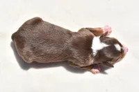 Lady Saphire , a female Toy Australian Shepherd for sale in Palm Coast, FL – Photo 2 of 5