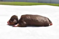 Lady Saphire , a female Toy Australian Shepherd for sale in Palm Coast, FL – Photo 4 of 5