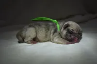 Corn Bread , a male Pug for sale in Palm Coast, FL – 2 of 4