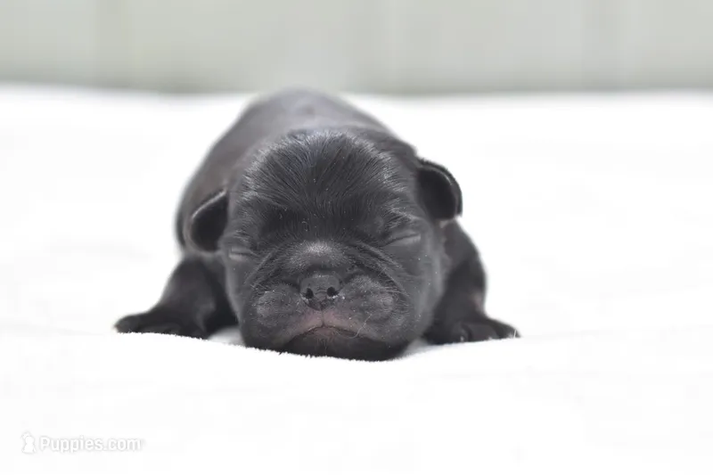 Daphne – Pug puppy for sale in Palm Coast, FL