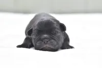 Daphne, a female Pug for sale in Palm Coast, FL – 1 of 5