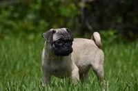 Toffee Crunch, a male Pug for sale in Palm Coast, FL – 6 of 9