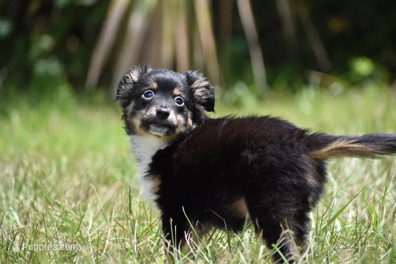 Peanut Butter  – Toy Australian Shepherd puppy for sale in Palm Coast, FL