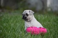 Maple , a female Pug for sale in Palm Coast, FL – 4 of 7