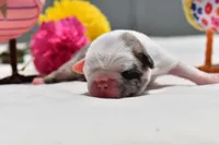 Honey Comb , a male Pug for sale in Palm Coast, FL – 5 of 6