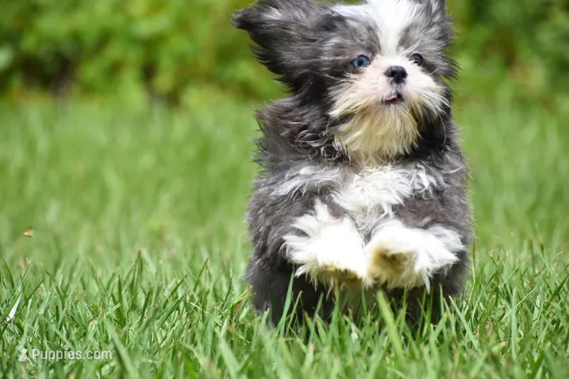 Horton  – Shih Tzu puppy for sale in Palm Coast, FL