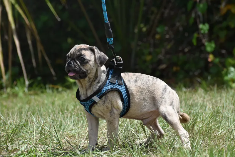 Buzz – Pug puppy for sale in Palm Coast, FL